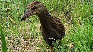 Camping with the Cheeky Weka [upl. by Tod79]