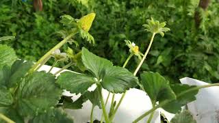 CONTROLE DO ÁCARO DO ENFEZAMENTO NO MORANGO 🍓 morango strawberry plantas natural [upl. by Tracie]