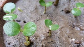 How to grow Falsa From Seeds  How to Grow Grewia Asiatica From Seeds [upl. by Campagna554]