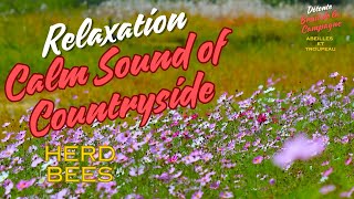 Relaxation  Calm Sound of Countryside  Bee amp Herd [upl. by Tibbs]