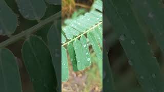 How look Sesbania Bispinosa Plants at Evening Time Part 7 sesbania leafclick [upl. by Andel]