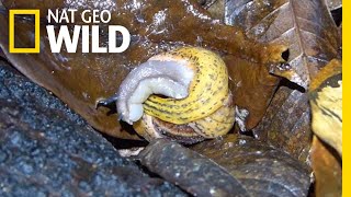 Snail Battles for Survival Against Flatworm  Nat Geo Wild [upl. by Narbig130]