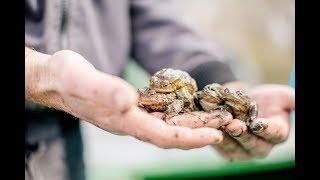 Artenvielfalt im Karpfenteich Knoblauchkröten Molche Frösche Karpfen [upl. by Loseff]