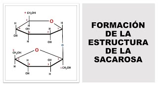 Bioquímica FORMACIÓN DE LA ESTRUCTURA DE LA SACAROSA [upl. by Nove7]