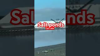 Salt ponds Part 2 shorts alvisomarinacountypark travel snehatravelvlog californiaattractions [upl. by Eneja]