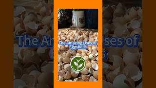 The amazing use of Eggshells shortvideo garden gardenplants howto youtubeshorts plants [upl. by Blair269]