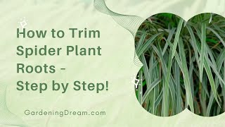 How to Trim Spider Plant Roots – Step by Step [upl. by Najib]