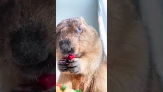 Marmot eat eating sound of marmot ASMR [upl. by Ataymik49]