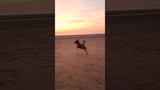 Beau on Formby Beach ⛱️ Beach Formby Sunset UK PlacesToVisitUK CuteDog Views DogVideo Dog [upl. by Thackeray]