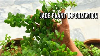 Jade Plant  Information  Made By Plant Care With Sahar [upl. by Eatnuahc]