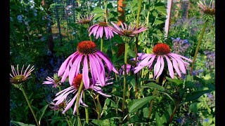 The Benefits of Echinacea [upl. by Gabel]