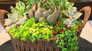 Succulent Arrangement in Wicker Basket [upl. by Leroi]