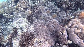 Epic Snorkeling Experience  Explore Koh Lipe Underwater Wonderland [upl. by Zara789]