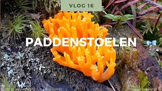 Natuur Weetjes voor kinderen Vlog 16 paddenstoelen [upl. by Bow]