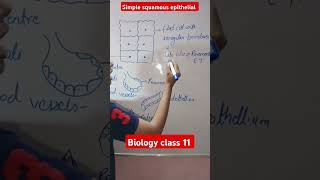 Simple squamous epithelial tissue Biology class 11 shorts [upl. by Netfa]