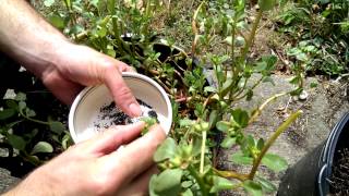 Purslane seed harvest [upl. by Lucho]