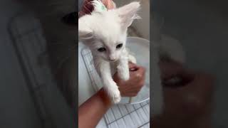 Flea baths are important in rescue shortvideo kitten catlover rescue cuteanimals cute  kitty [upl. by Lebana]