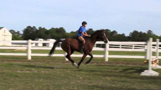 broken neck full video horse fall [upl. by Enoved]