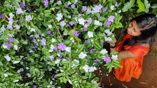 Brunfelsia pauciflora flowering tip malayalam Easy to make new seedlings from a plant [upl. by Aniz]