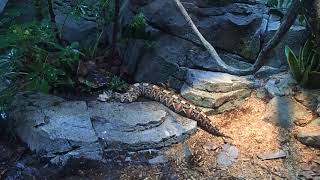 70 Bitis gabonica Gaboon viper Zoo Singapore 2017 [upl. by Freberg154]