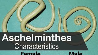 Aschelminthes characteristics animal kingdom  UPSC zoology optional [upl. by Weig448]