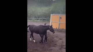 【引退競走馬🐎活躍の道】サラブレッドの愛馬💕ウィッシュとリバティトレーニング【練習中】 [upl. by Grounds]