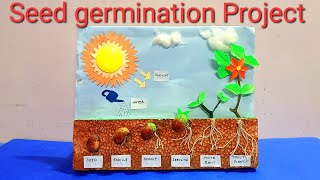 Seed Germination project model  seed germination plant growth 3d project  plant life cycle model [upl. by Tessa312]