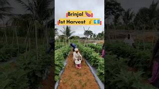 Brinjal first Harvest 🍆🤑💰 agriculture farming farmer brinjal crops FarmFactsTamil 🌾🌾🌾 [upl. by Gorlin]