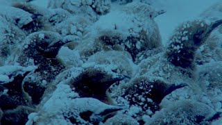 Penguins Huddle To Keep Their Eggs Warm  Natural World Penguins Of The Antarctic  BBC Earth [upl. by Annawek]