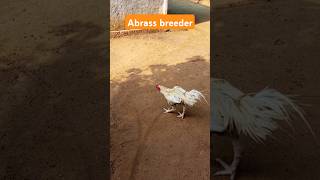 Bhimavaram Abbrass breederaseelmurga chicken kodipunju birdsytshortviralvideo pandufarms [upl. by Yemorej]