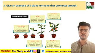 4 How do auxins promote the growth of a tendril around a support CLASS 10 NCERT SCIENCE [upl. by Assyram268]