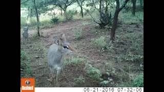 Guenthers Dikdik Madoqua guentheri feeding [upl. by Esmerolda236]