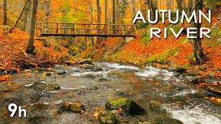 Autumn River Sounds  Relaxing Nature Video  Sleep Relax Study  9 Hours  HD 1080p [upl. by Ytisahc]