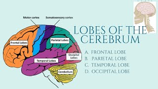 LOBES OF THE CEREBRUM [upl. by Sined]