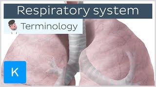 Respiratory system  Anatomical terminology for healthcare professionals  Kenhub [upl. by Bowes]