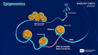 Single Molecule Sequencing Epigenomics [upl. by Arym]