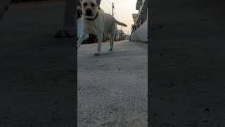 Labrador dog running krtashorts trending dog viralshort viralreels viralvideo [upl. by Ahsiuqel720]