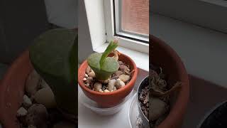 Flower bud Succulent Lithops Living stone in my home  October 2024 [upl. by Hacceber]