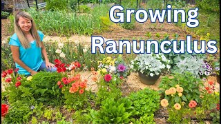 Growing Ranunculus time lapse [upl. by Dombrowski]