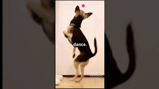 Dogs Waggling Tails Pure Joy [upl. by Jereme]