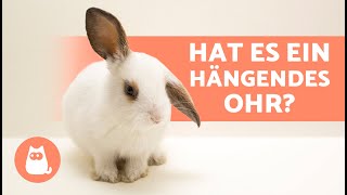 Warum hat mein HASE ein HÄNGENDES OHR 🐰 4 Ursachen [upl. by Fornof]