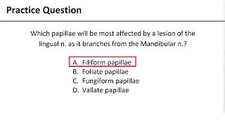 6 Papillae of Tongue [upl. by Aniretac]