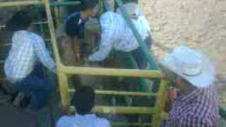 jaripeo y montas de toros [upl. by Redd]