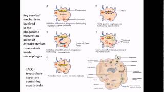 Mycobacterium tuberculosis infection and diseases [upl. by Poucher]