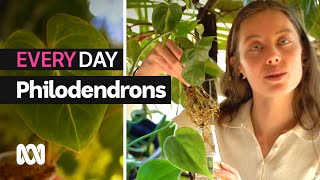 Philodendrons everything you need to know  Everyday Gardening  ABC Australia [upl. by Ynffit]