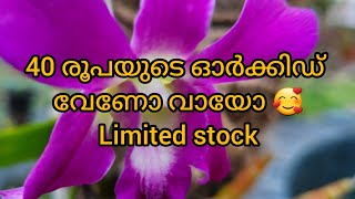 40രൂപയുടെ dendrobium orchid 🙏 9446047557 my plants All Sold out🙏 please check my comment box🙏 [upl. by Alesiram]