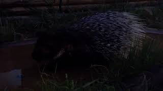 Ueno Zoological Gardens  Hystrix cristata ≪ Africa porcupine ≫  アフリカタテガミヤマアラシ [upl. by Atiuqer]