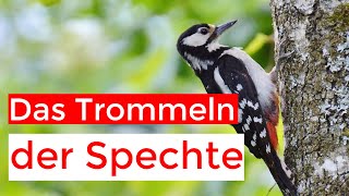 Spechte an Trommeln Gesängen und Rufen erkennen [upl. by Teferi799]