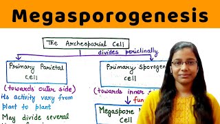 Megasporogenesis  in detail   development of ovule  Megaspore haustoria  Mamelon [upl. by Aznola]