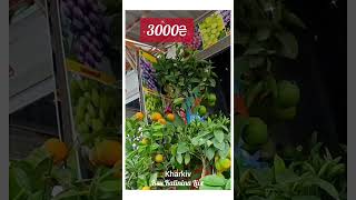 🛒 ХАРЬКОВ  РЫНОК  ЦЕНЫ НА ЦИТРУСОВЫЕ ДЕРЕВЬЯ  KHARKIV  MARKET  PRICES FOR CITRUS TREES [upl. by Aivalf623]